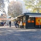 Cotolicius Bocconi cotolicius-bocconi-12