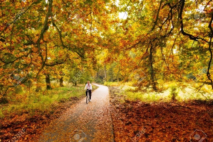 Cycling Trough The Woods In National Park De Hoge Veluwe In The Netherlands In Autumn Stock Photo X Olanda