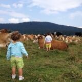 archivio-apt-valsugana-adotta-una-mucca-al-pascolo