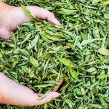 Foglie Di Stevia foglie-di-stevia