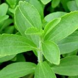 Stevia Arriva Il Dolcificante Naturale A Zero Calorie stevia-arriva-il-dolcificante-naturale-a-zero-calorie