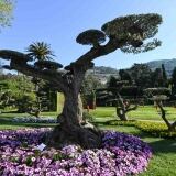 Bonsaiulivo bonsaiulivo