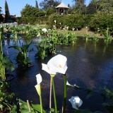 Lago Delle Ninfee lago-delle-ninfee