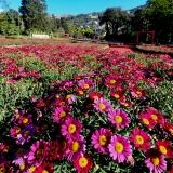 Euroflora Di euroflora-10-di-51