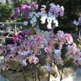 Euroflora Di euroflora-19-di-27