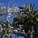 Euroflora Di euroflora-27-di-27