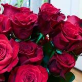 Euroflora Di euroflora-27-di-51