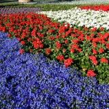 Euroflora Di euroflora-3-di-5