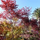 Euroflora Di euroflora-5-di-5