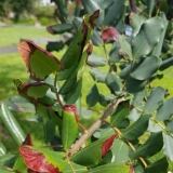 Img Wa img-20180412-wa0003