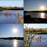 Cavalli X cavalli-1024x682