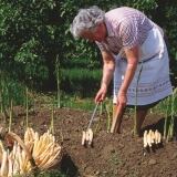 Terlano Asparagi terlano-asparagi