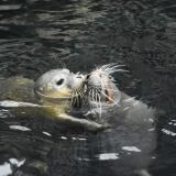 Acquariodigenova Fochino Tethy X 2016-07-05-acquariodigenova-fochino-tethy-4-1024x683
