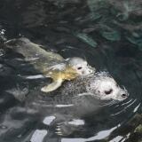 Acquariodigenova Fochino Tethy X 2016-07-05-acquariodigenova-fochino-tethy-7-1024x683