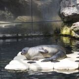 Acquario Luglio Foche X acquario-6-luglio-foche-4393-1024x683