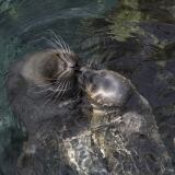 Acquario Luglio Foche X acquario-6-luglio-foche-4581-1024x683