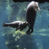 Acquario Luglio Vasca Bassa X acquario-7-luglio-vasca-bassa-9203-1024x683