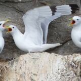 X 20150813-144638-1024x576