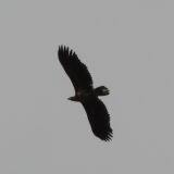 Aquila X aquila-1024x645