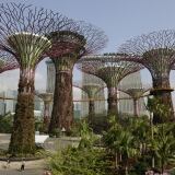 Supertree Grove Copia 02-supertree-grove-copia