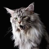 Maine Coon Cat Ultraf 1-maine-coon-cat-ultraf