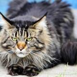 Maine Coon X 356-maine-coon-1024x819