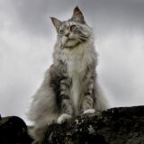 G Raza Maine Coon Html X g-raza-maine-coon-html-1024x768