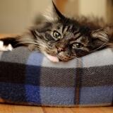 G Raza Maine Coon Html g-raza-maine-coon-html-6