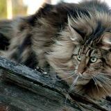 Maine Coon Maschio maine-coon-maschio1