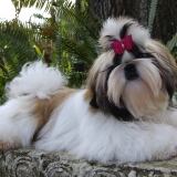Shih Tzu Photo shih-tzu-photo