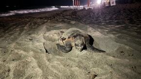 tartaruga caretta caretta nido liguria