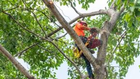 potatore shutterstock