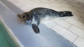 cucciolo foca nursery