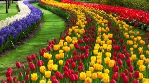 tulip flower garden