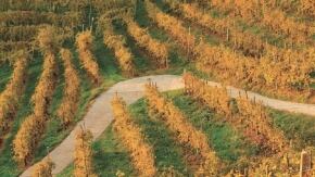 px vigneto andreola foto francesca gregori