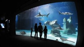 acquario di genova vasca squali ph merlofotografia