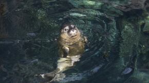 acquario luglio foche x
