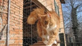 maine coon femmina red tabby white belushies fiona