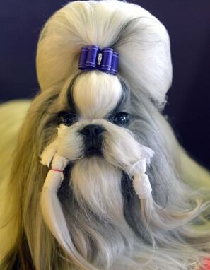 Afp Getty X US-WESTMINSTER DOG SHOW