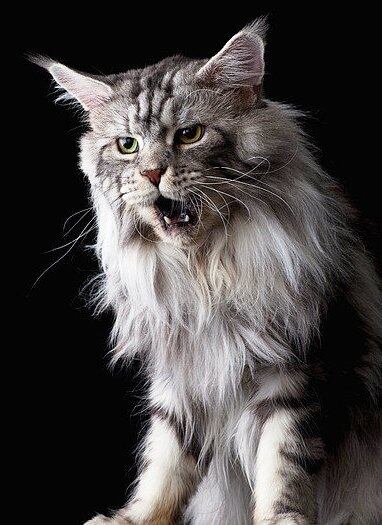 Maine Coon Cat Ultraf 1-maine-coon-cat-ultraf