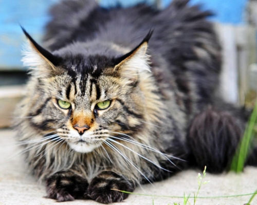Maine Coon X 356-maine_coon