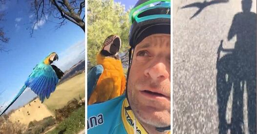 Michele Scarponi Pappagallo Frankie michele scarponi pappagallo frankie