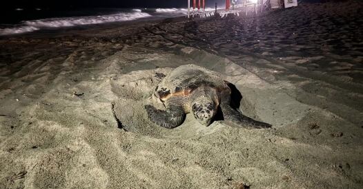 Tartaruga Caretta Caretta Nido Liguria tartaruga caretta caretta nido liguria