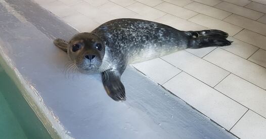 Cucciolo Foca Nursery cucciolo foca nursery