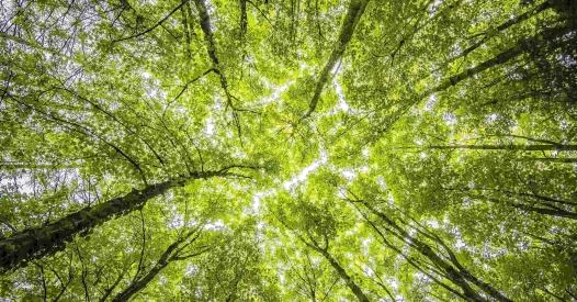 Foreste Pexels foreste pexels
