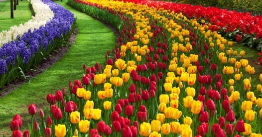 Tulip Flower Garden tulip flower garden