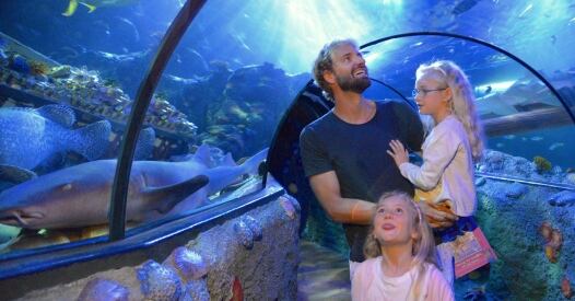 Massimiliano Rosolino A Gardaland Sea Life Aquarium Ok massimiliano rosolino a gardaland sea life aquarium ok