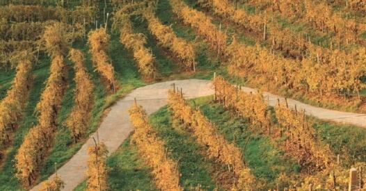 px vigneto andreola foto francesca gregori