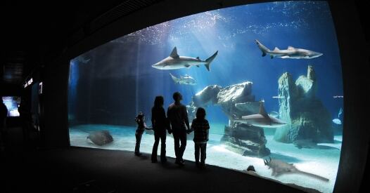 Acquario Di Genova Vasca Squali Ph Merlofotografia acquario di genova vasca squali ph merlofotografia