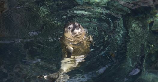 Acquario Luglio Foche X acquario luglio foche x